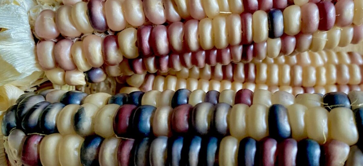 Seed & Food Sovereignty